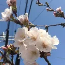雑談専用サーバ（Twitter。第五人格。その他