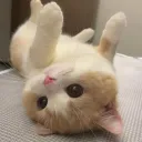 Cat Lounge 🍹| Ask To DM・Social・YouTube・Hangout・Cozy・Dating・Emojis・Gaming・Voice・Grow A Garden's icon