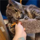 Topher's Twitch Time