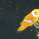 Biología marina pa cuando se acabe el mundo