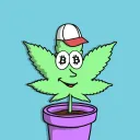 CryptoWeedys Community
