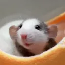 The Rat's Nest