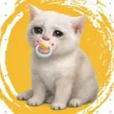 Baby Cash Cat