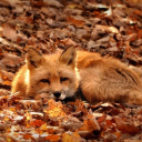 Hazards Land Of foxxos