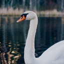 Swan&amp;rsquo;s pond Server Icon