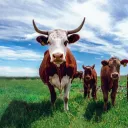 New Pastures
