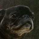 Pug Place