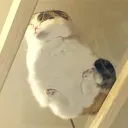 ୭ ◦˚ Mini Café ˚◦୧'s icon