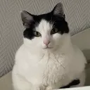Le Monde des Chats