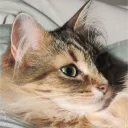 Le Monde des Chats