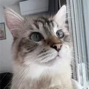 Le Monde des Chats
