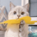 Kitty Emotes Server Discord Server Icon