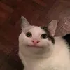 ごんごんの部屋