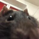 rat cave!!! Discord Server Icon
