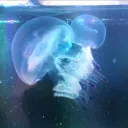 Jellyfish enthusiasts