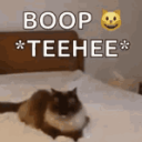 Community of Boops Server Icon