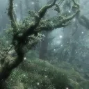 d r e a m c o m e t r u e's icon