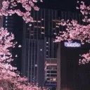 𝑪𝒂𝒔𝒊𝒏𝒉𝒂 𝒅𝒂 𝑭𝒍𝒐𝒓