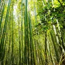 The Bamboo Forest