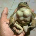 Frogz