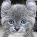 Catter fancluber