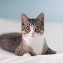 Cat Headquarters's icon
