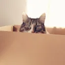 Cerus' support
