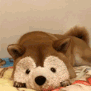 Shiba Community™