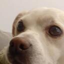 Temple of the dogg Discord Server Icon