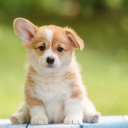 doge