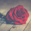 RoseTheWolf YouTube Community Server Icon