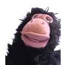 XENOMS SERVER