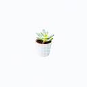 succulent ðŸª´ Server Icon