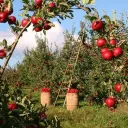 The Apl Orchard