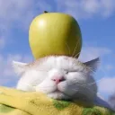 Lukas' Cat Lounge