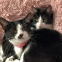 GeGe's little gremlins