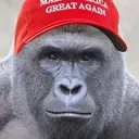 The Dumbass Kingdom's icon