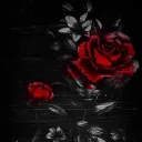 Demisions Of The Scarlet Rose