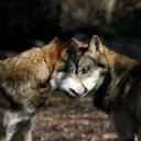 Les loups du Yin - Yang
