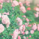 ❀ Phytophantoms ❀