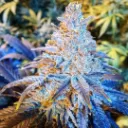 Ethos Growery