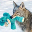 Coyote's Kingdom
