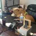 Capybara Country