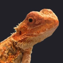 𝓑𝓮𝓪𝓻𝓭𝓮𝓭 𝓓𝓻𝓪𝓰𝓸𝓷 𝓒𝓪𝓻𝓮!