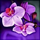 Purple Orchid