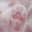 Cat Cafe