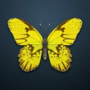Creasury Butterflies