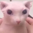 La Orden del Gato Cojones