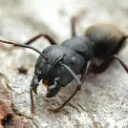 Camponotus Colony