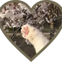 Skura ‧₊˚༉‧₊˚. Discord Server Icon